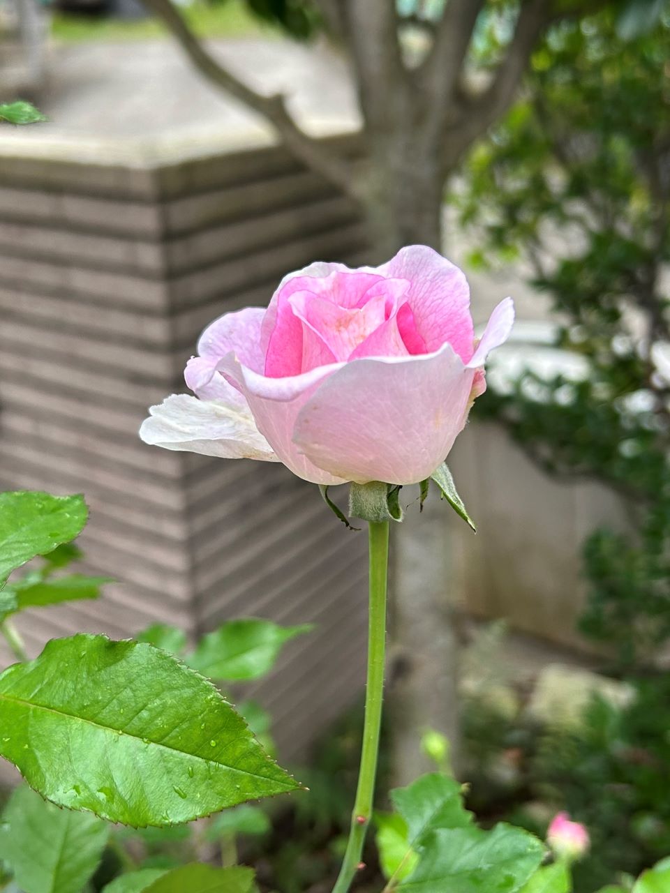 アダージョ開花苗の19週後