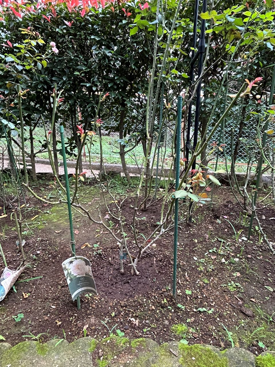 デスデモーナ15L鉢の62週後