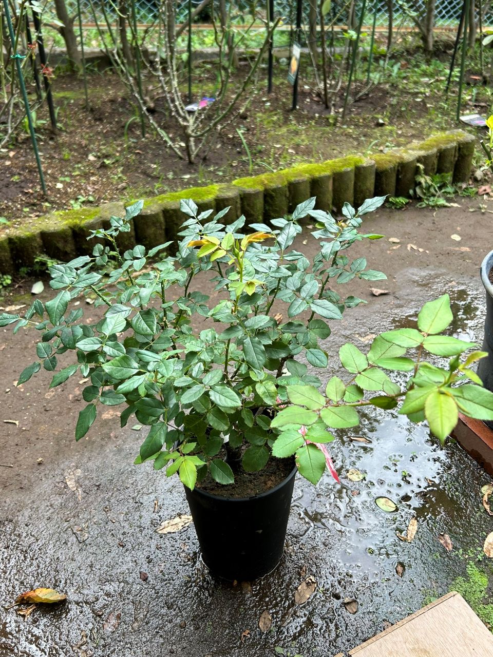 アンファンドゥコライユ開花苗4週後