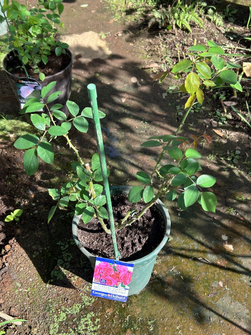 ジェネラシオン・ジャルダン裸苗37週後