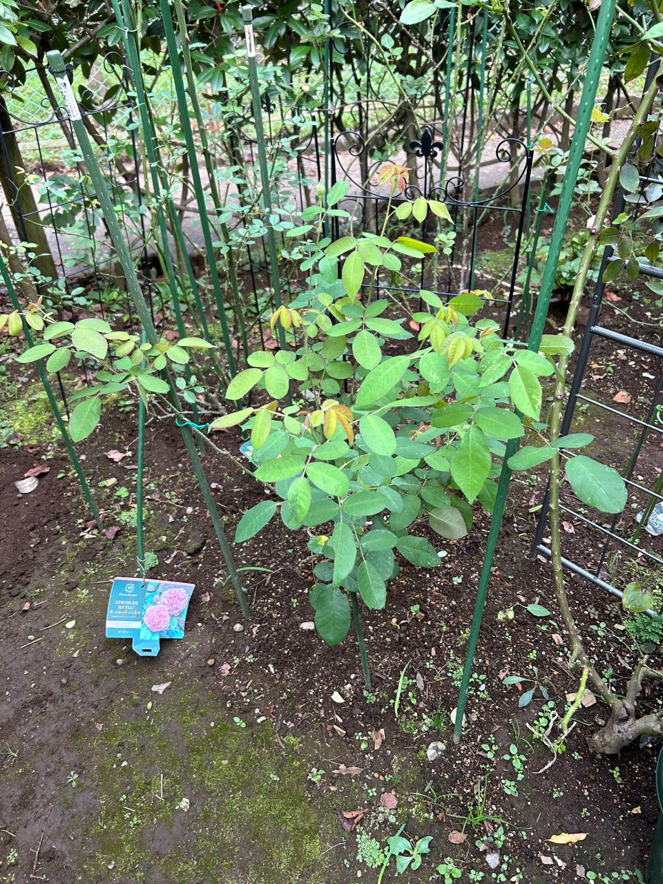 ガートルード・ジェキル代替苗の53週後