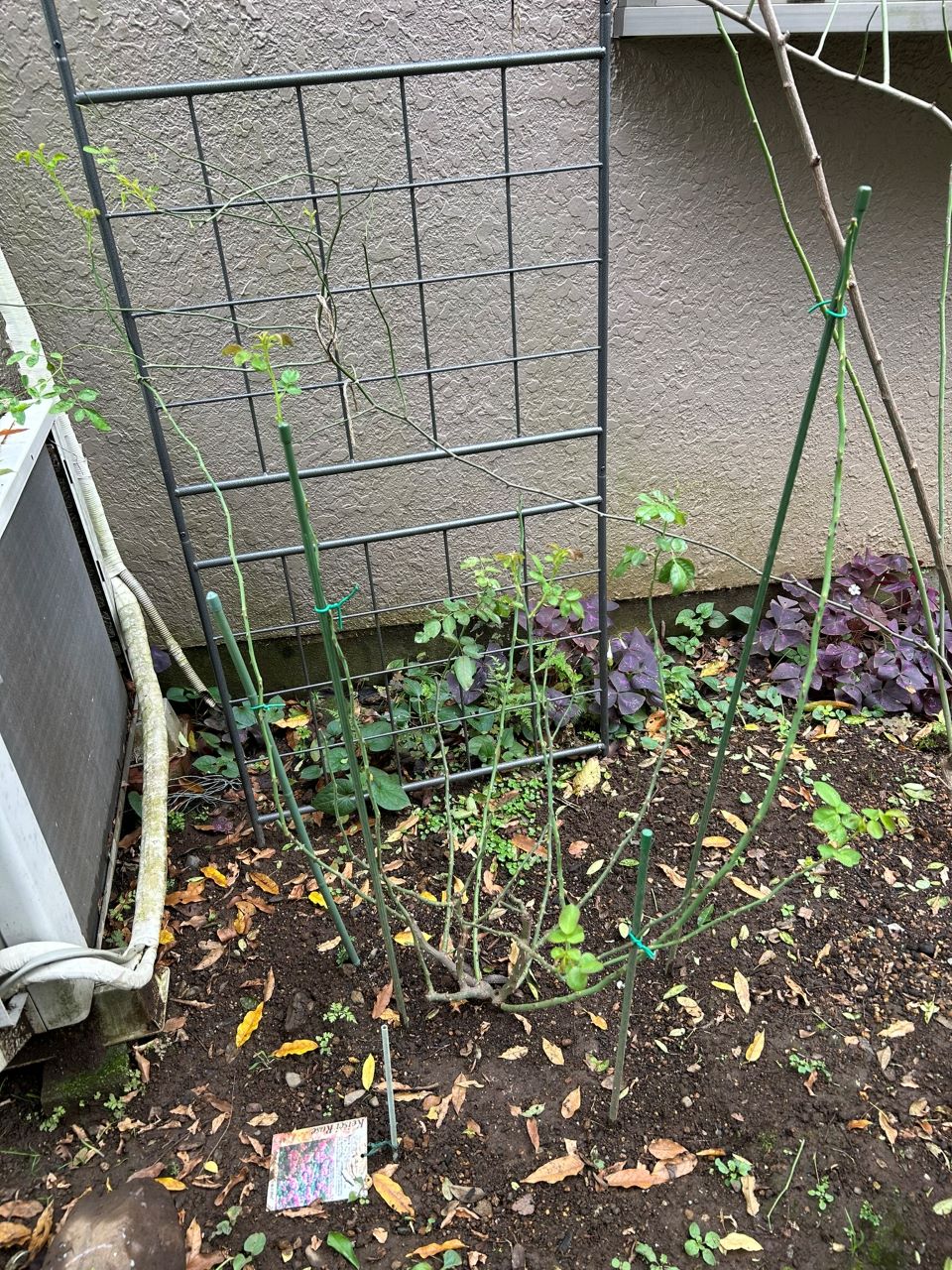 ジャスミーナ大苗の48週後