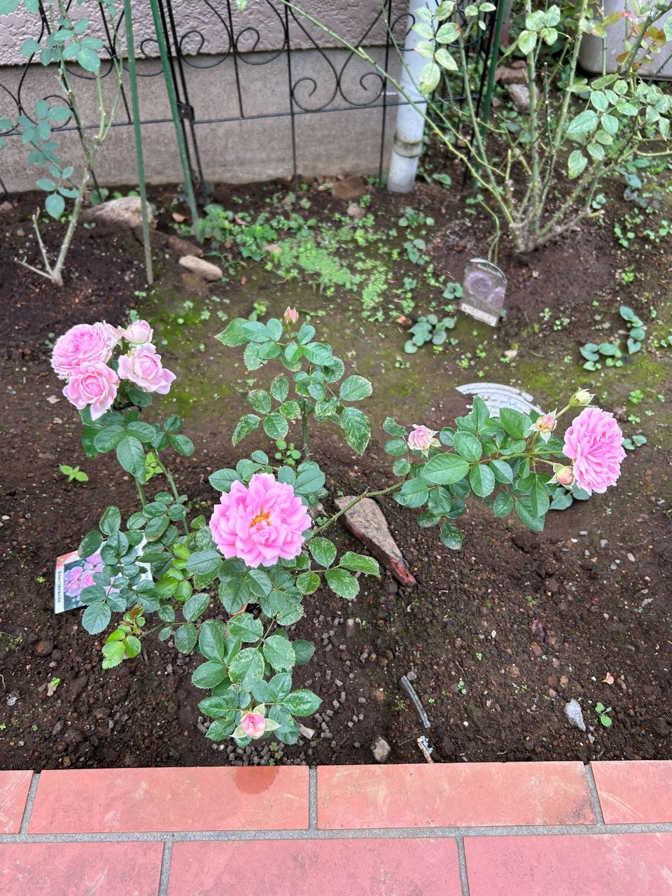 ラリッサバルコニアの大苗16週後