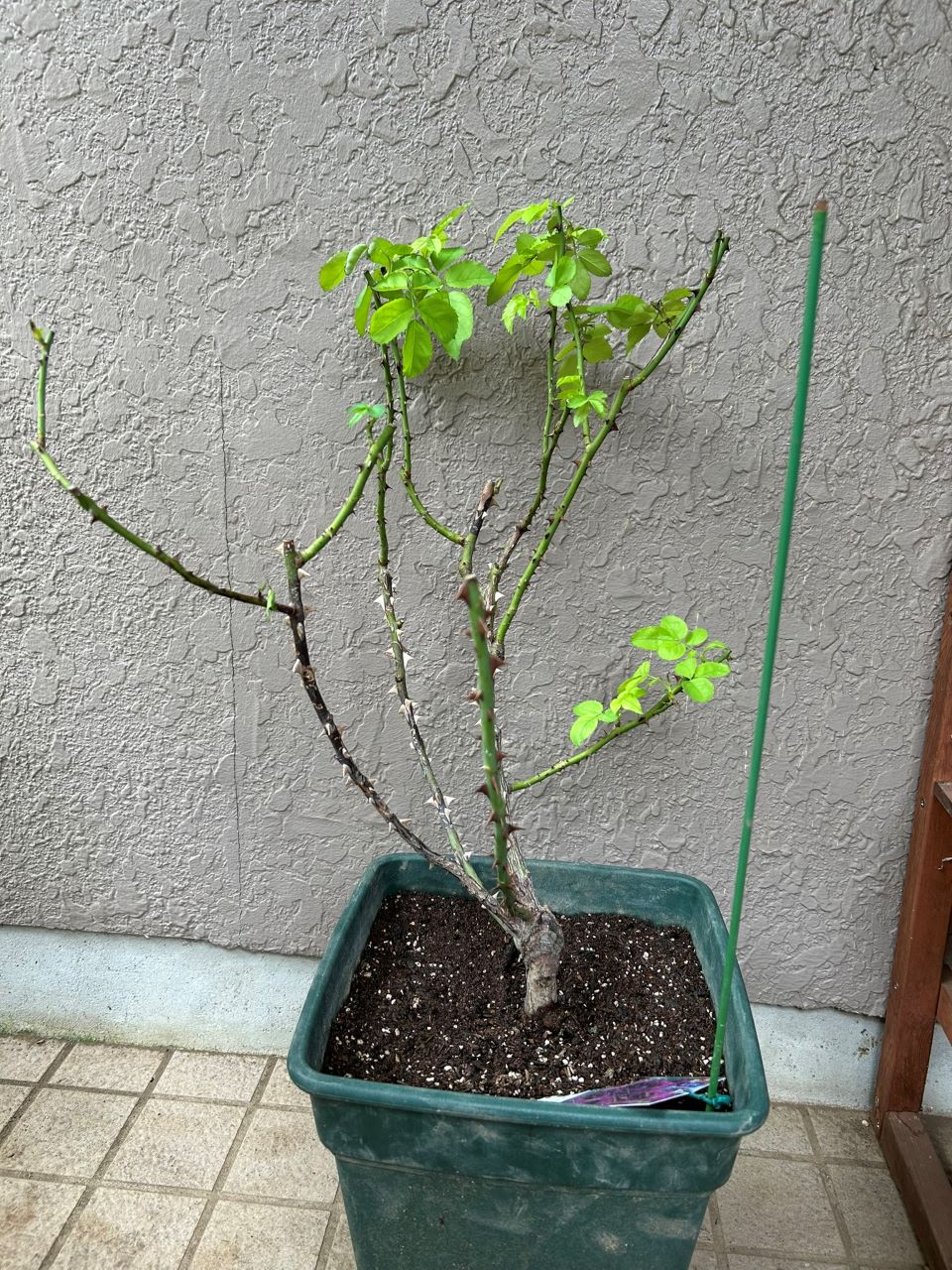 ル・タン・デ・スリーズ大苗34週後