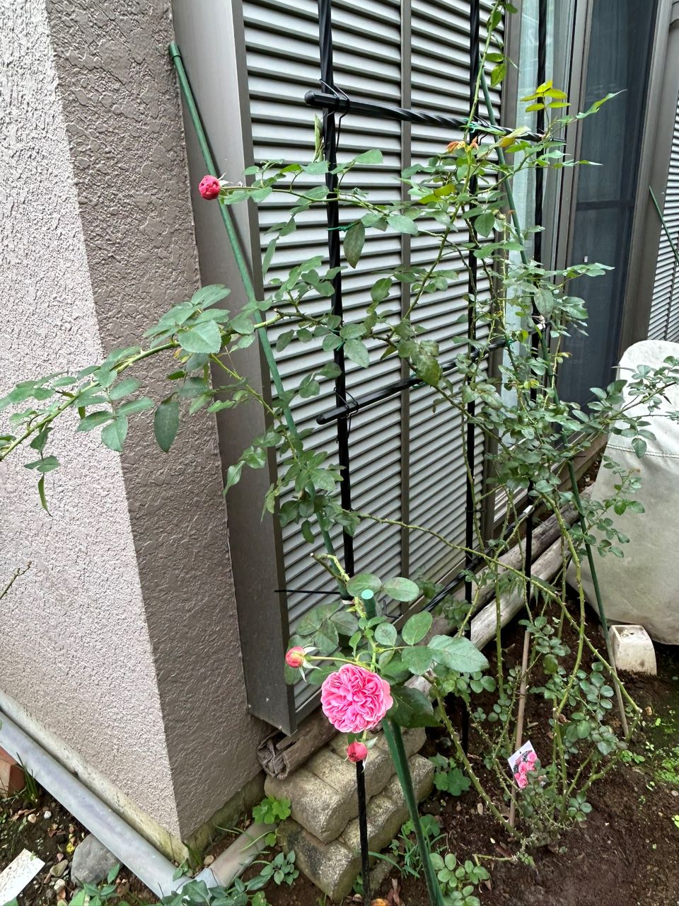 レオナルドダビンチ開花苗56週後