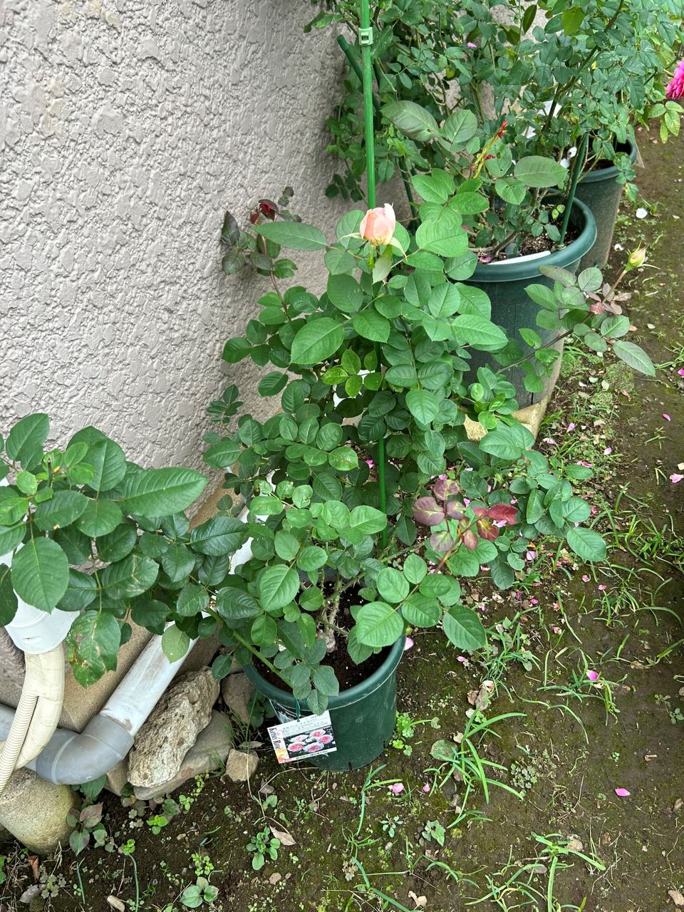 メルヘンツァウバー中苗5週後