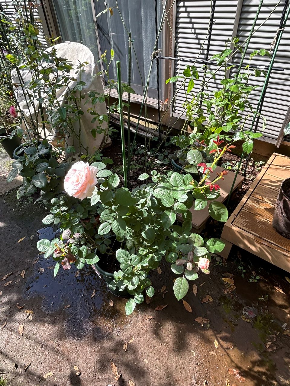 メルヘンツァウバー中苗6週後