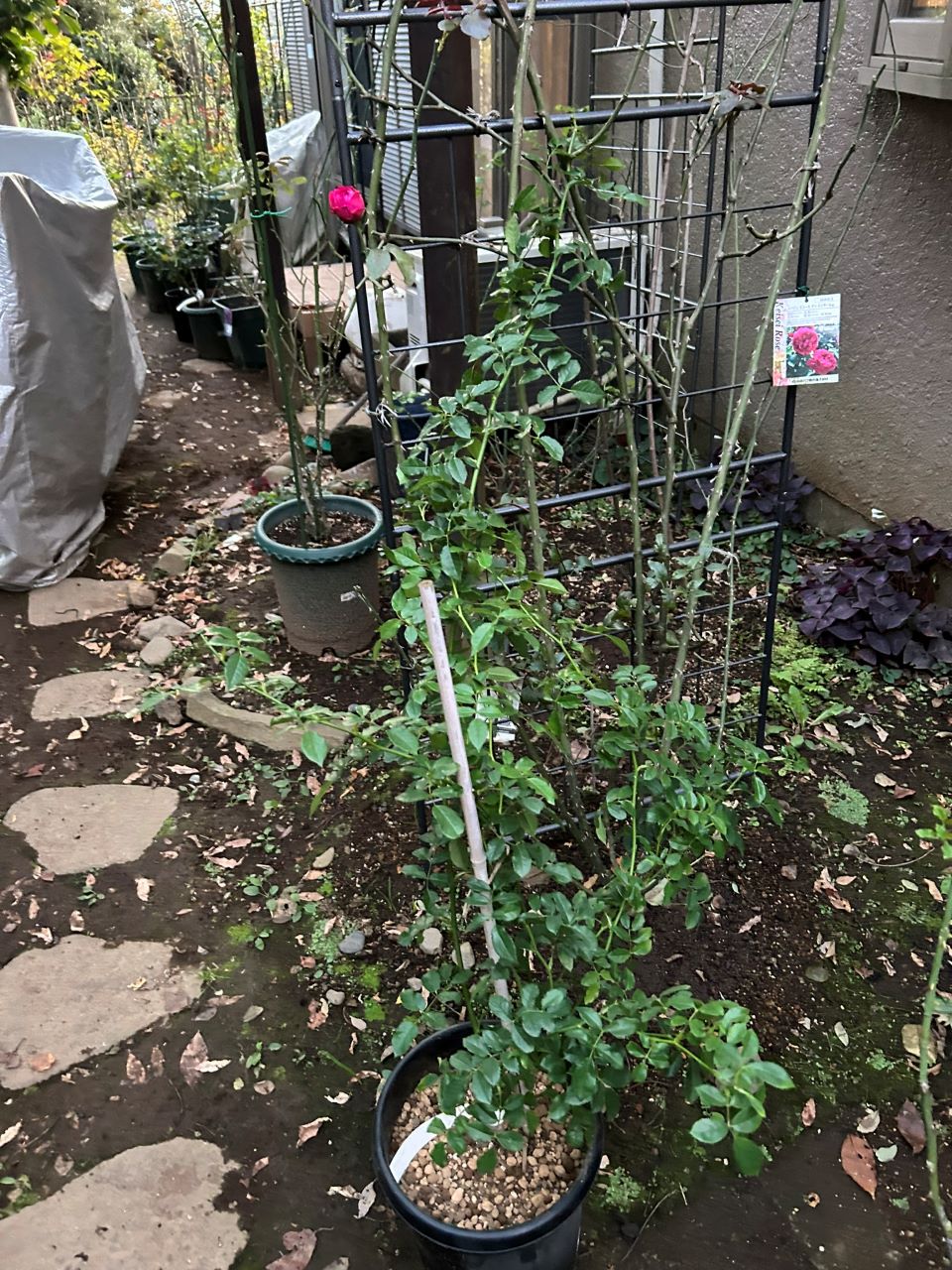 真白の長尺苗の1週後