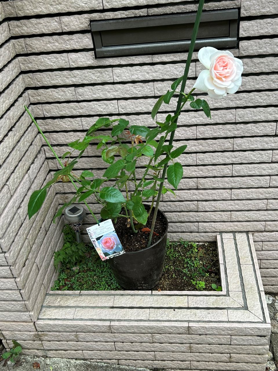 マイガーデン開花苗の6週後