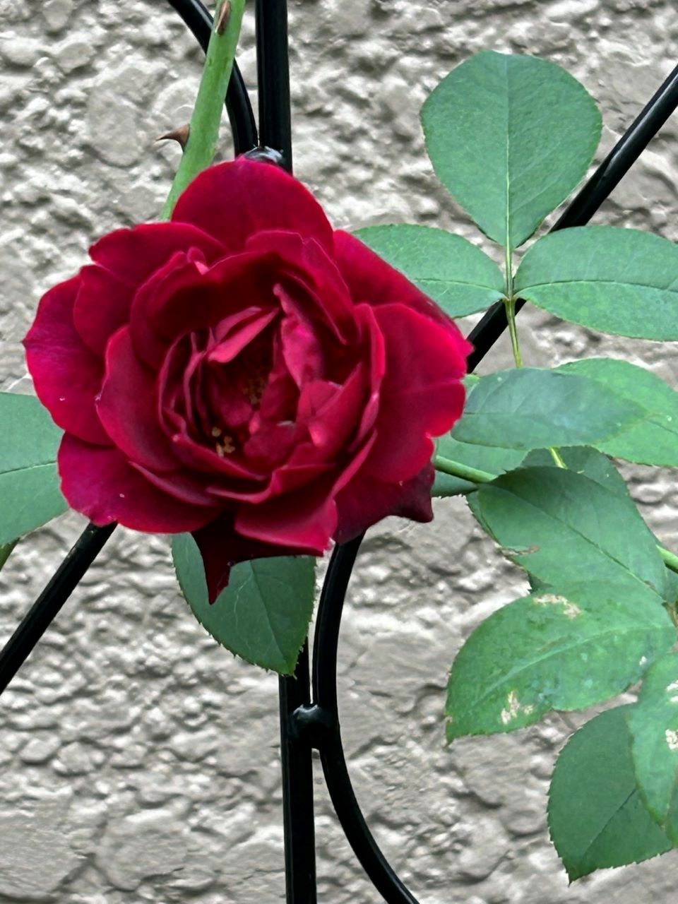 オデュッセイア大苗31週後