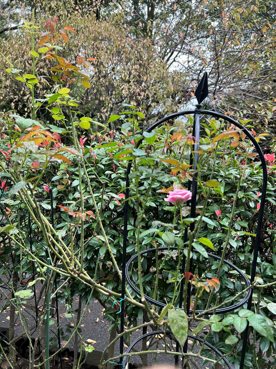 パフュームドレス新苗の68週後