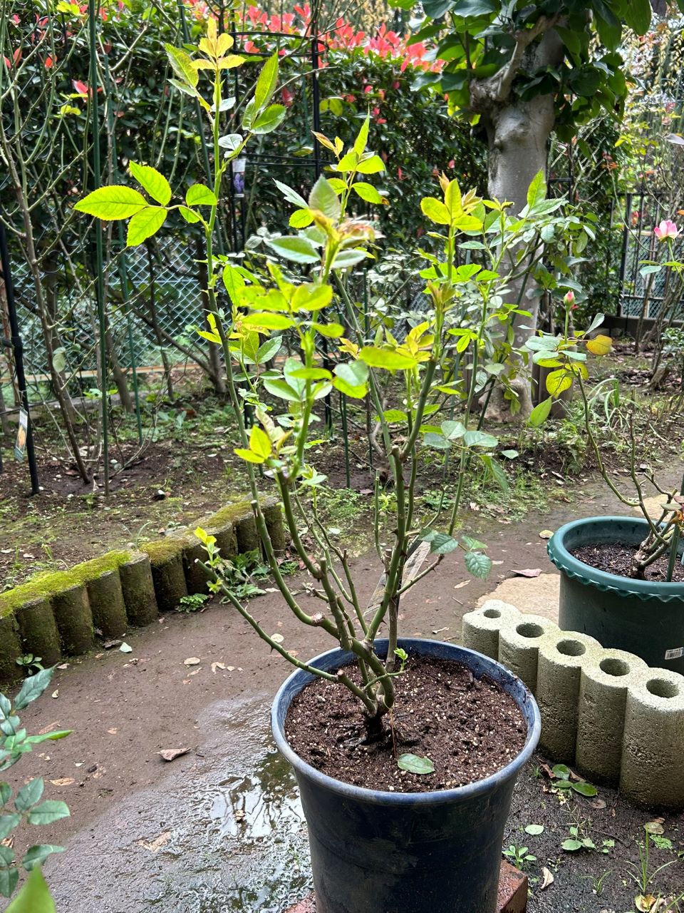 レヨンドゥソレイユ開花苗26週後