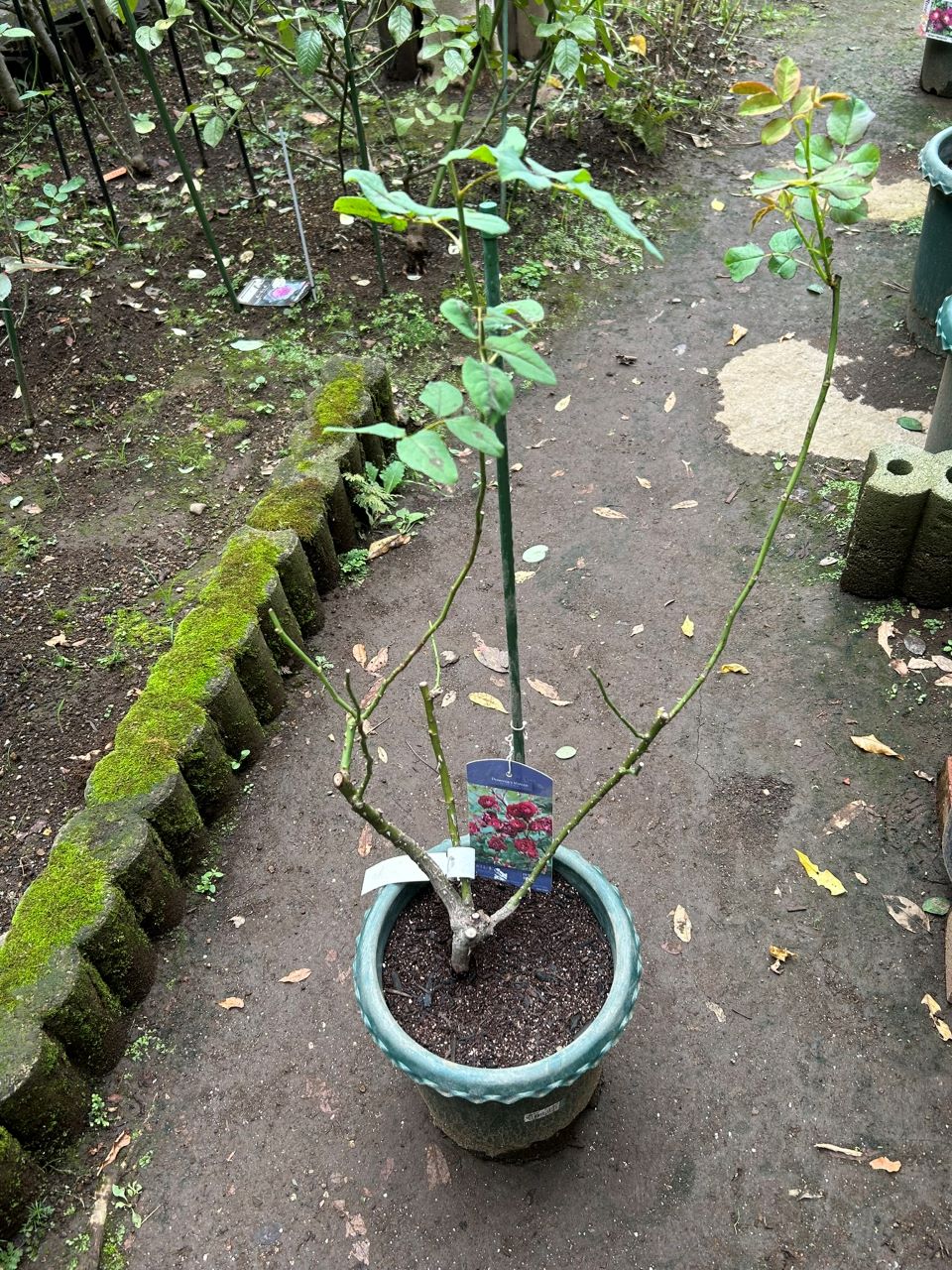 ソムリエール開花苗の14週後