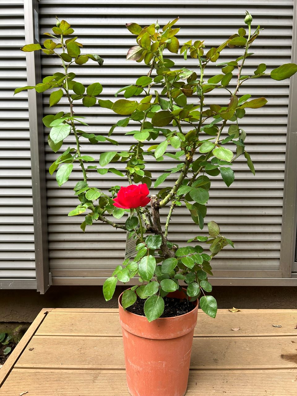 ティアーモ大苗の購入