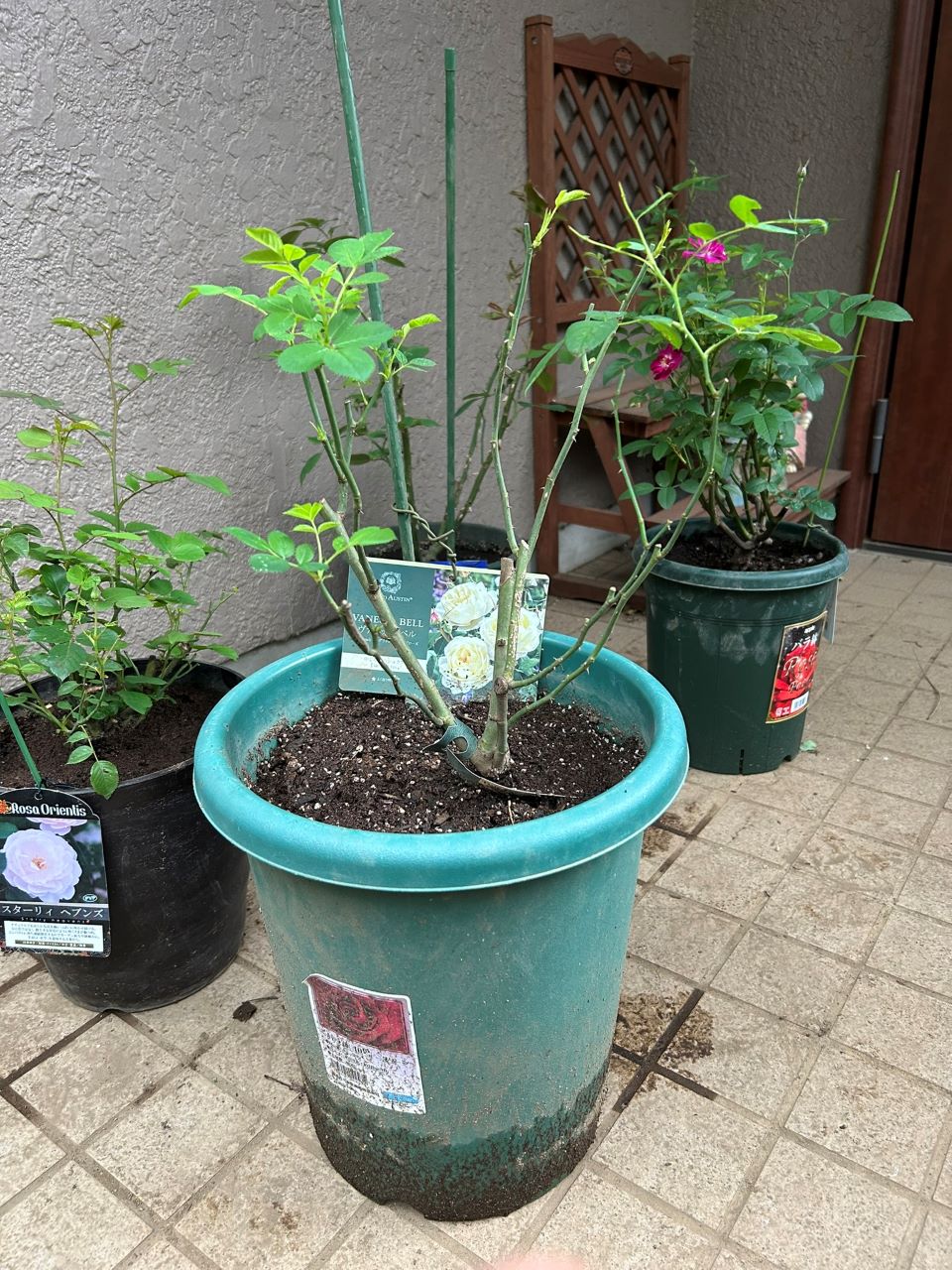 ヴァネッサベル開花苗の30週後