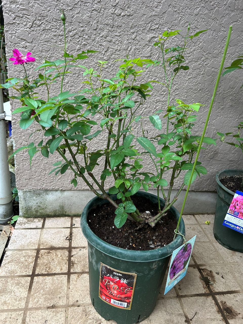 ヴィル・ナタール開花苗の26週後