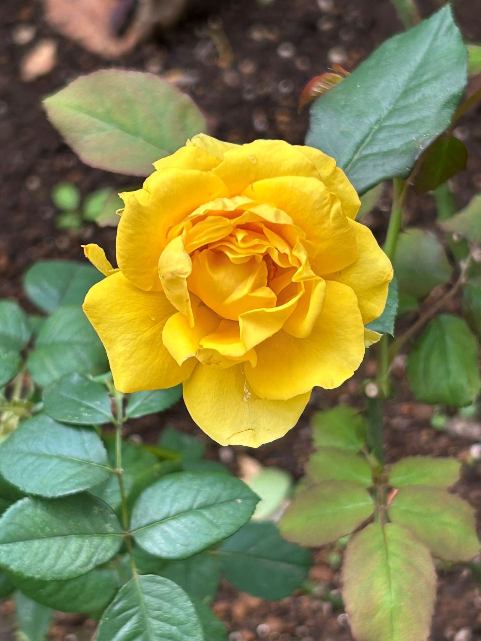 イエロー・ブラスバンド開花苗55週後