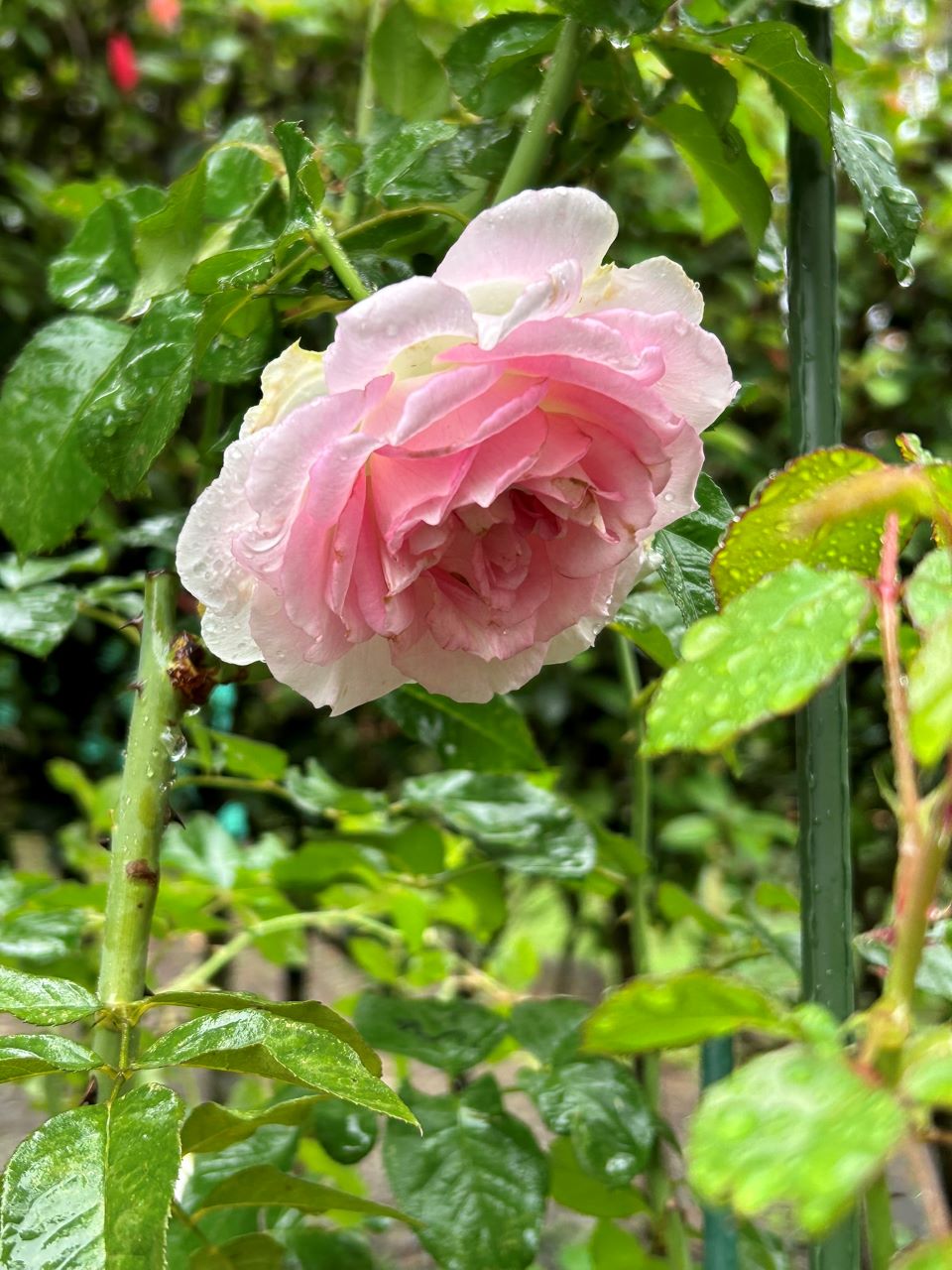 アダージョ開花苗の21週後-2