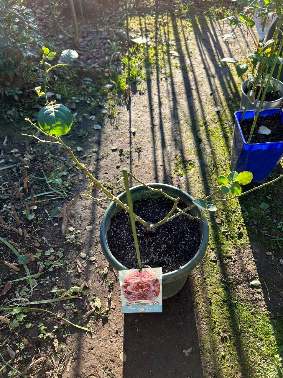ブロドリー開花苗の22週後