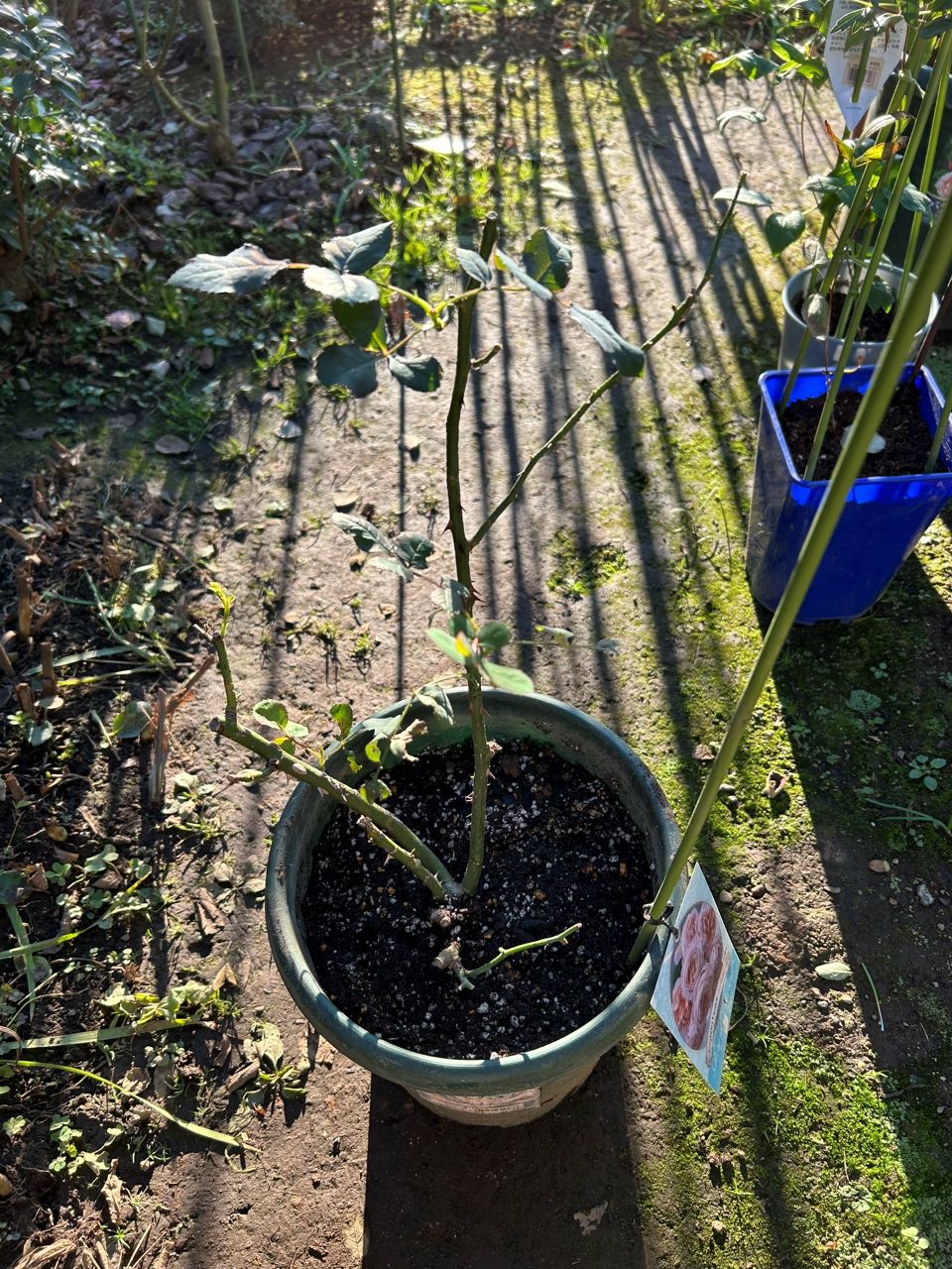 コンフィチュール開花苗の22週後