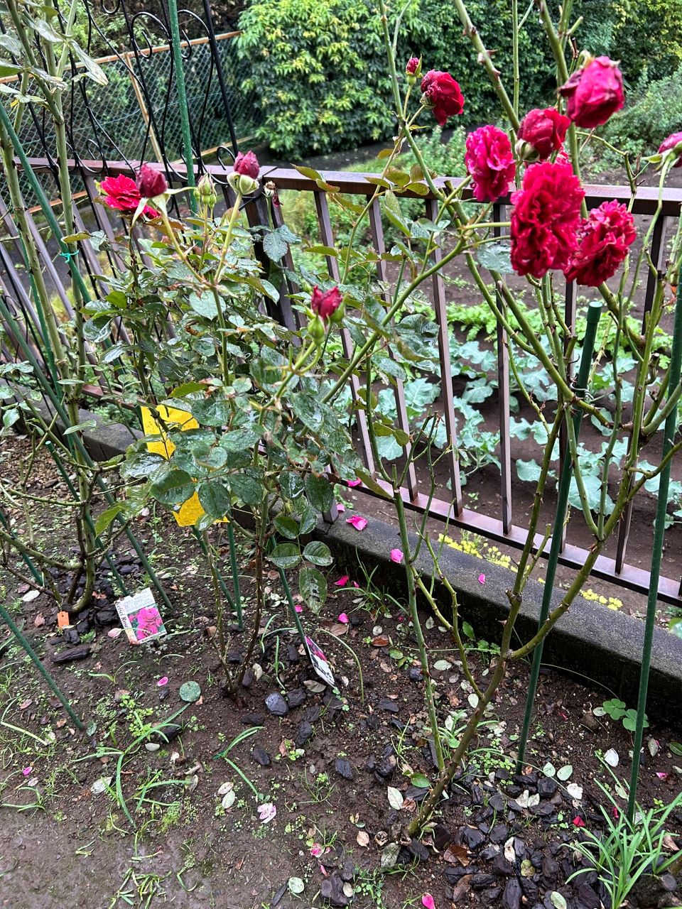 シラノドベルジュラック開花苗の68週後