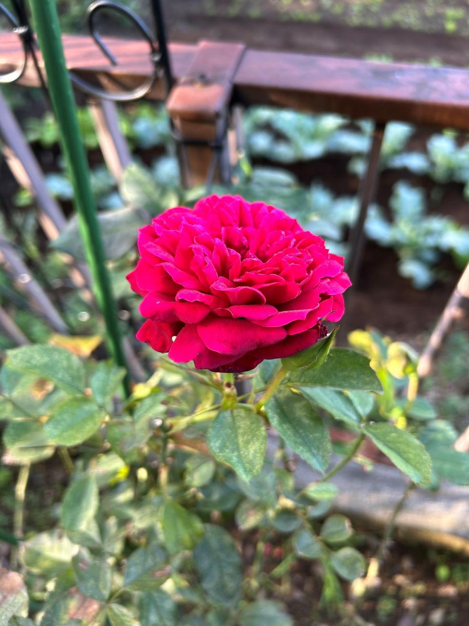 シラノドベルジュラック開花苗の69週後