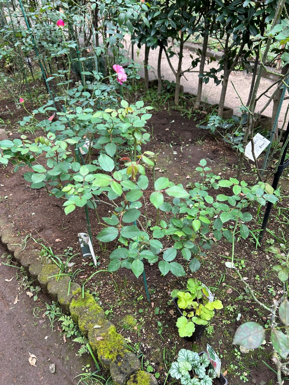 デスデモーナ15L鉢の65週後