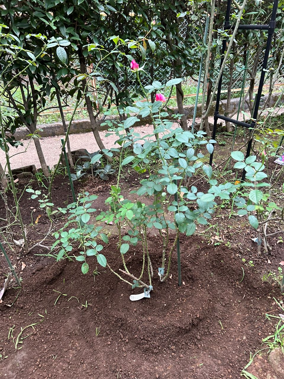 エマ・ブリッジウォーター開花苗の28週後