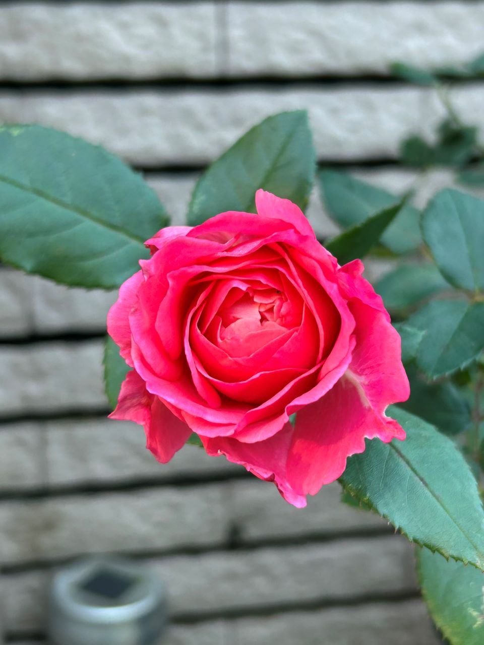 アンファンドゥコライユ開花苗7週後