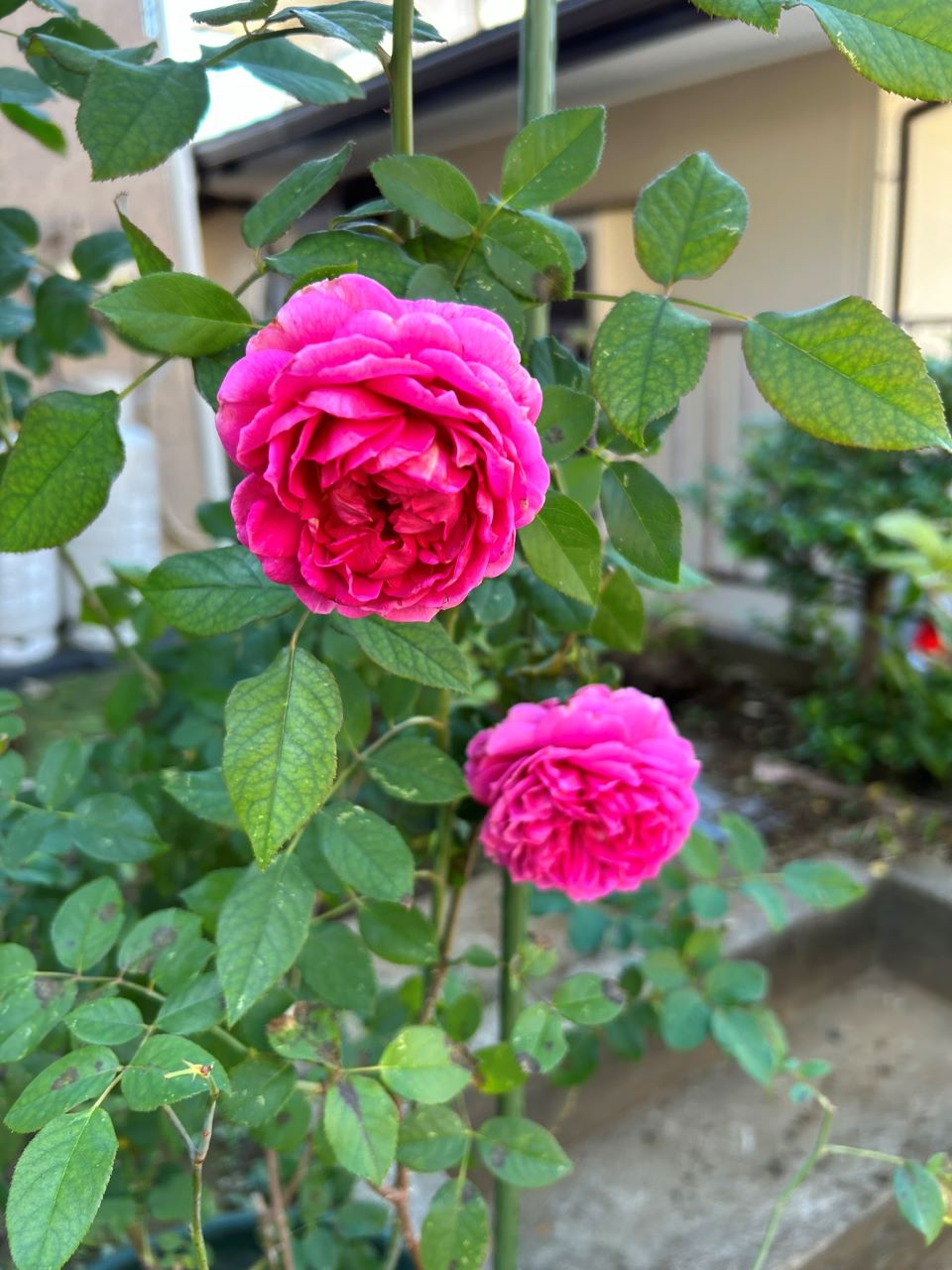 ガブリエル・オーク大苗48週後