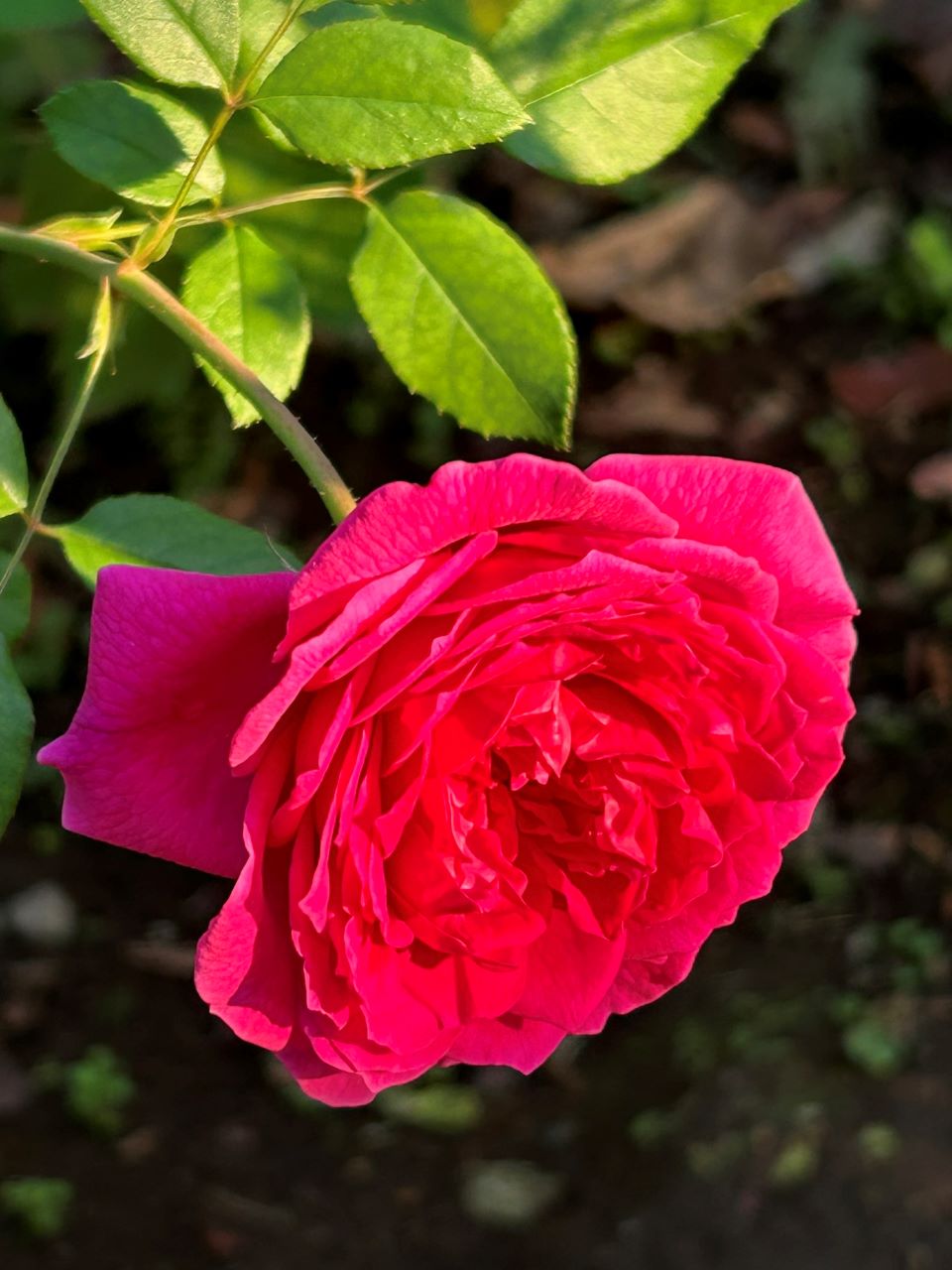 ガブリエル・オーク大苗50週後