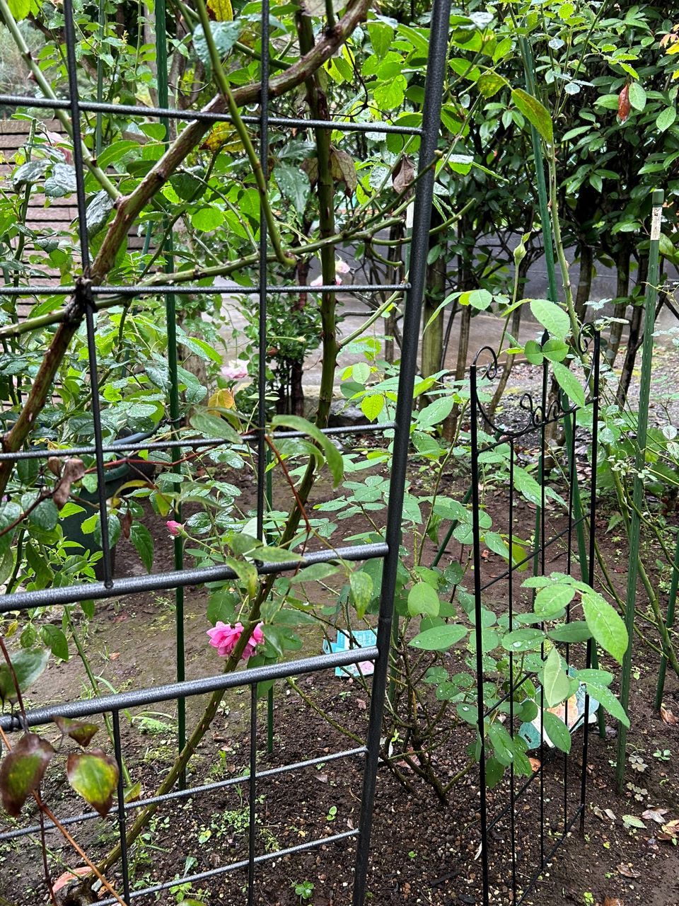 ガートルード・ジェキル代替苗の54週後