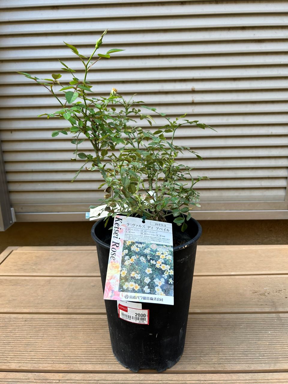 ラヴァルスディアベイル開花苗購入