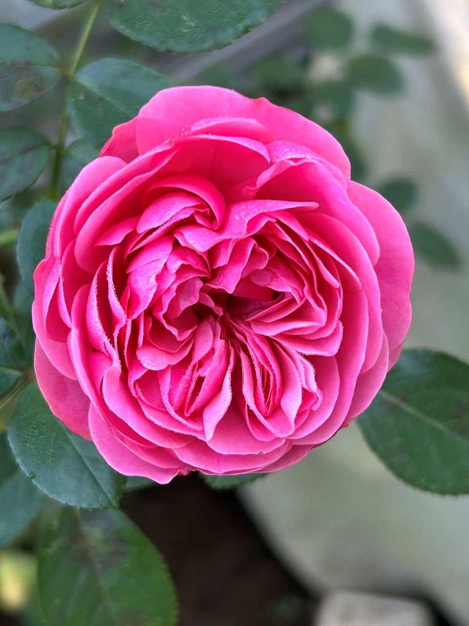 レオナルドダビンチ開花苗58週後