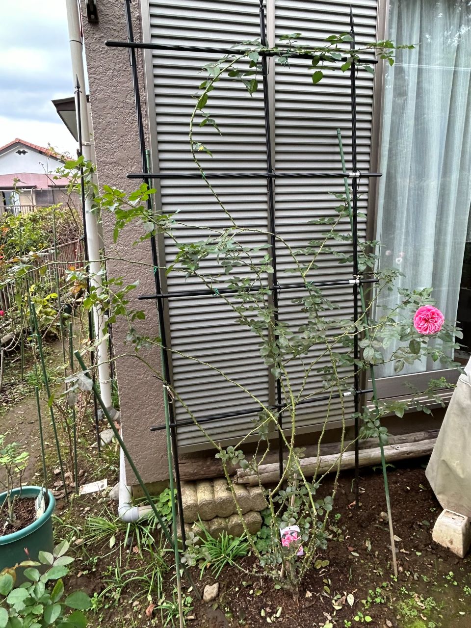 レオナルドダビンチ開花苗59週後