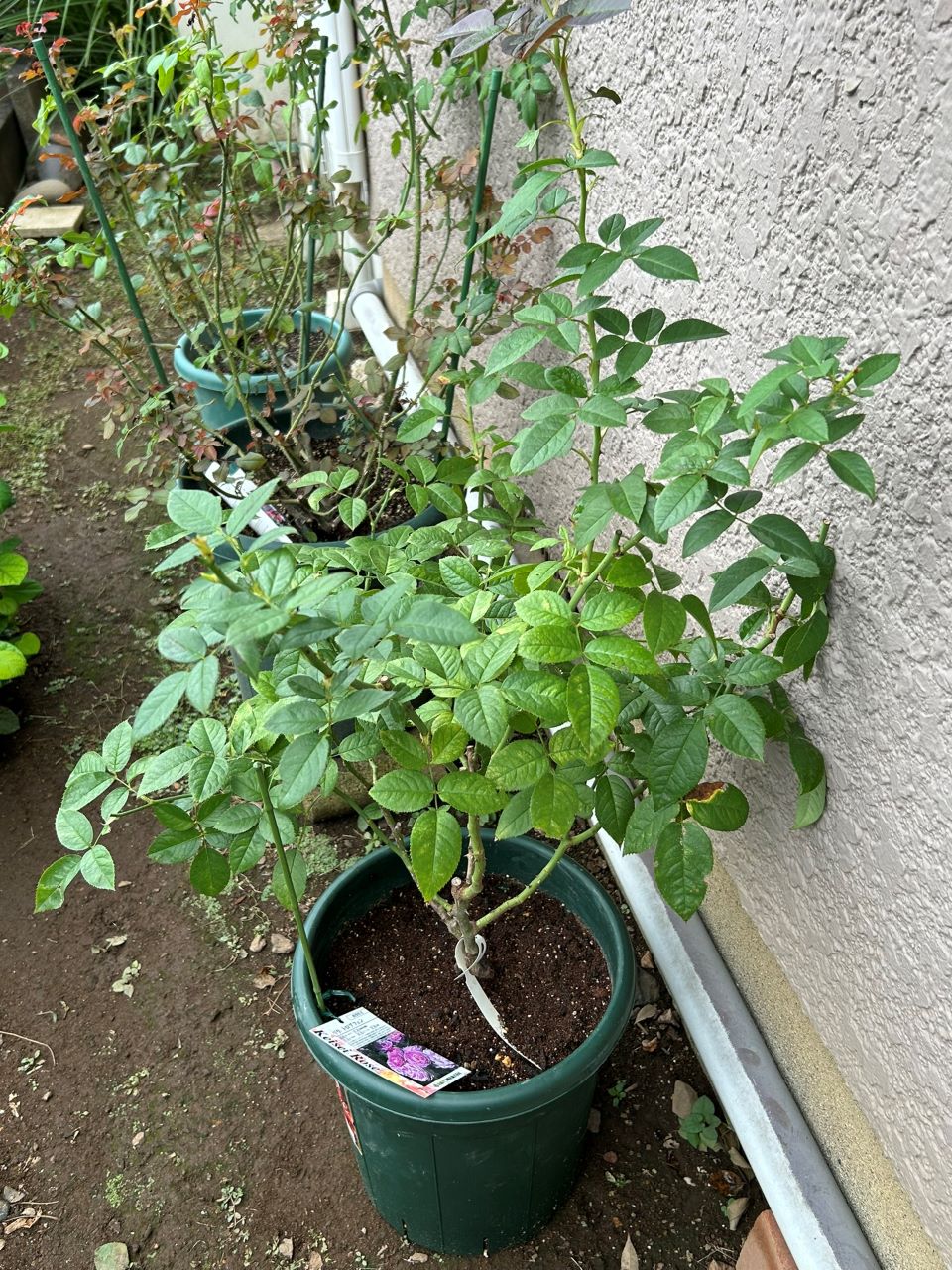 リラトロプフェン開花苗の16週後