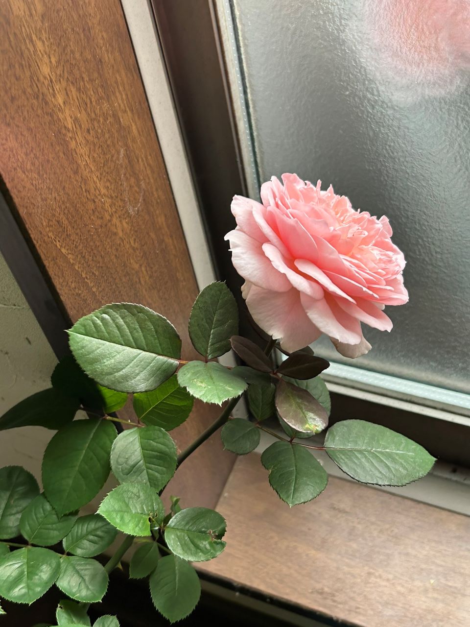 メルヘンツァウバー中苗6週後-2