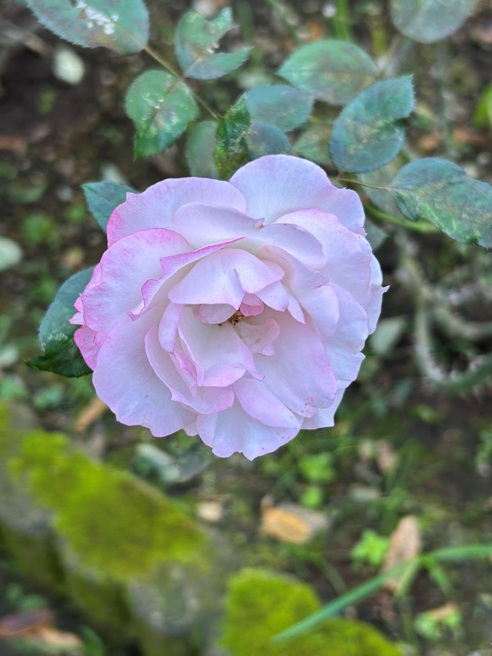 ニコール開花苗の88週後