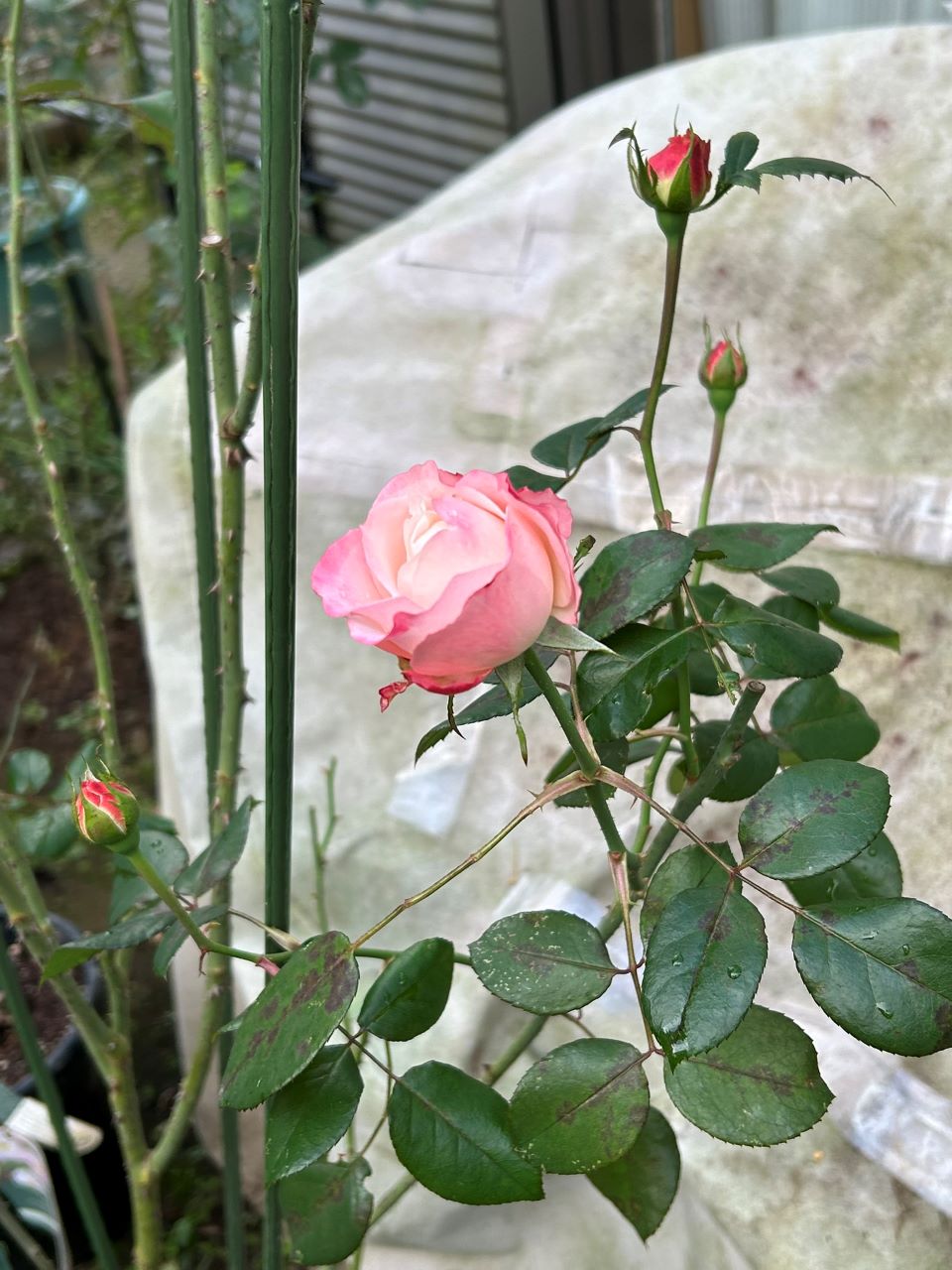 ノスタルジー開花苗の72週後