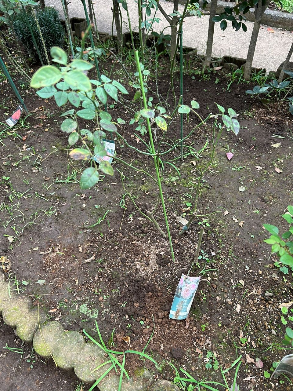 オリビア・ローズ・オ―スチン大苗44週後