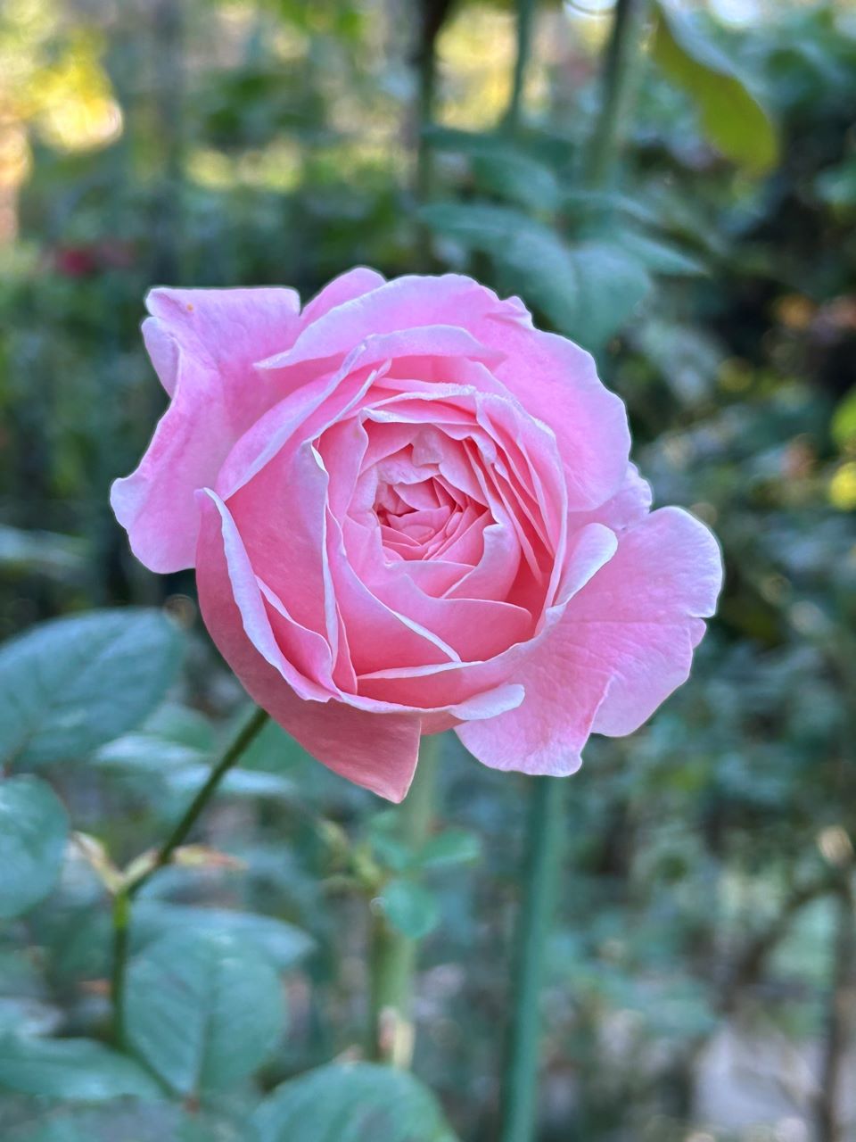 クイーンエリザベス新苗27週後