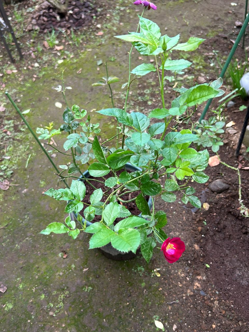 サングリアナイト大苗の24週後