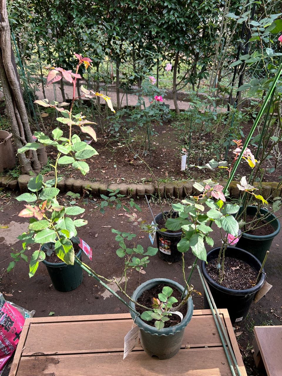 ソムリエール開花苗の24週後