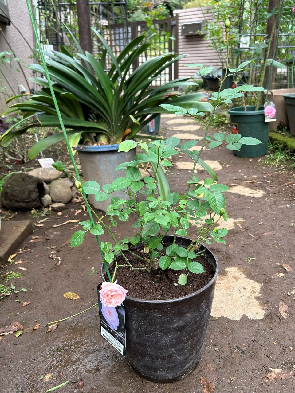 スターリィヘブンズ開花苗8週後