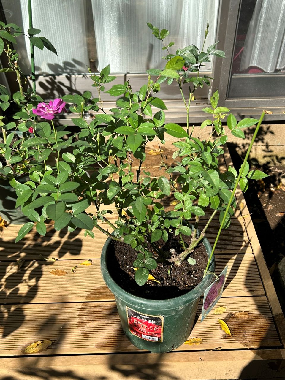 ヴィル・ナタール開花苗の27週後