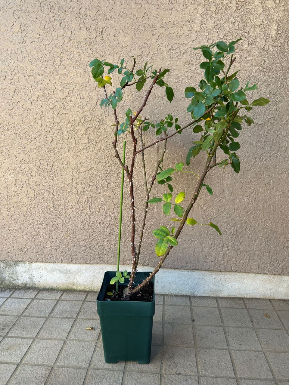 コート・ドール中苗の購入