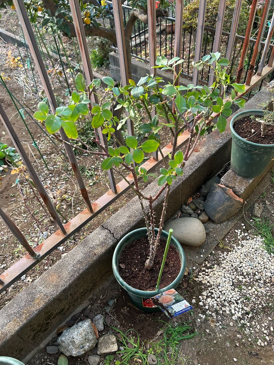 コート・ドール中苗の3週後