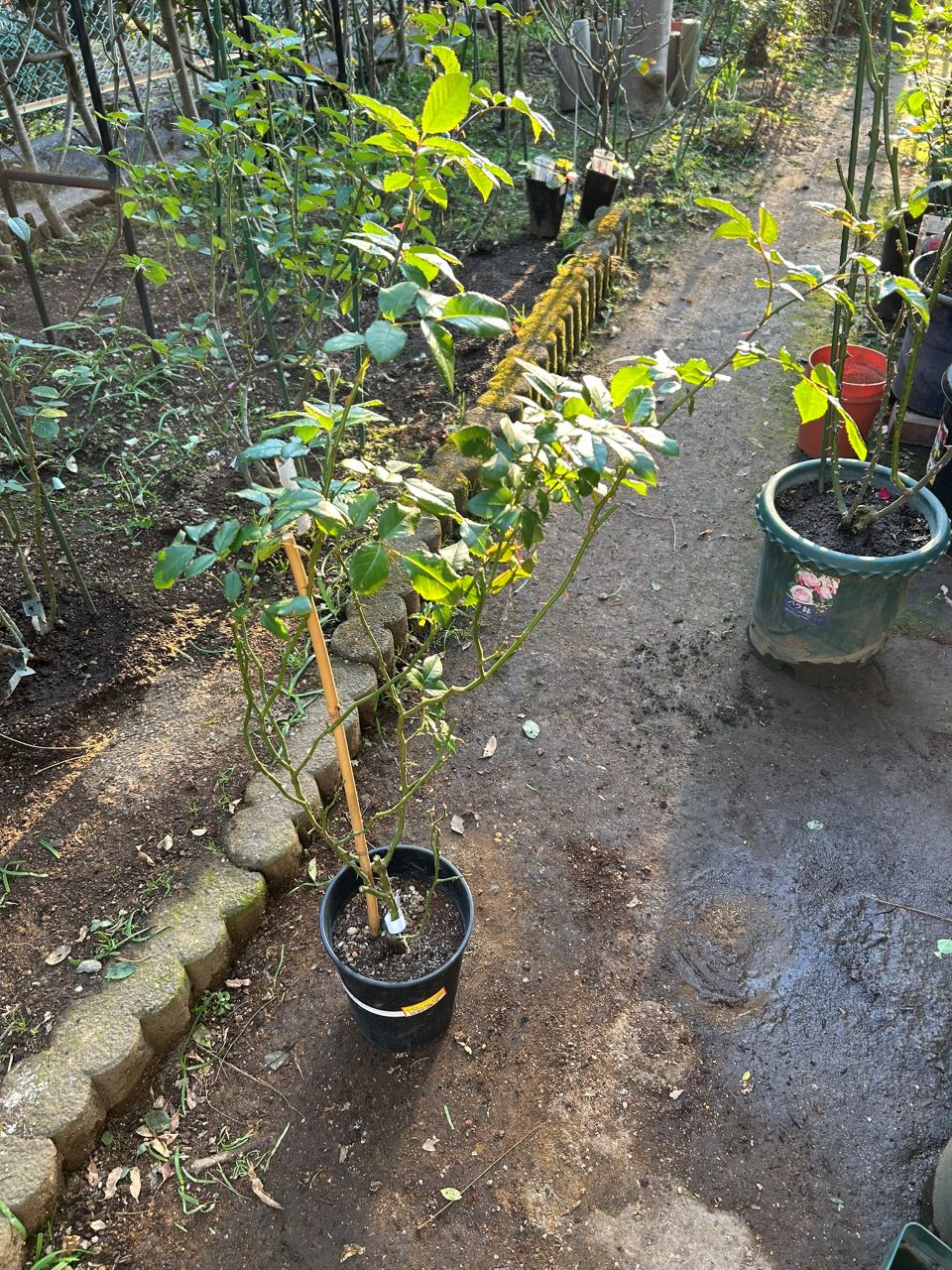 クルール・デ・ラムール半長尺苗の購入