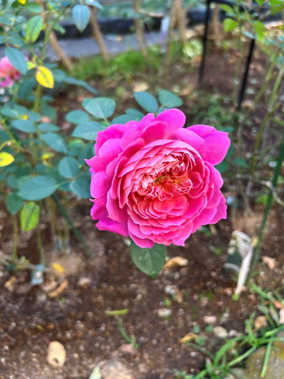 エマ・ブリッジウォーター開花苗の31週後