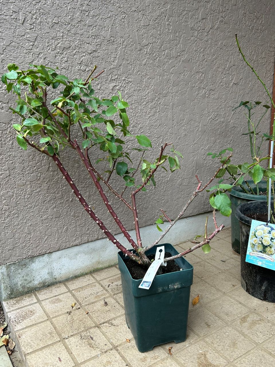 ラグーン大苗の購入